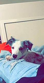 Avery is registered to the contest to win money with this photo: bed, bedding, carnivore, comfort, companion_dog, dog, dog_breed, fawn, fur, furniture, linens, paw, room, sporting_group, terrestrial_animal, terrier, toy, toy_dog, whiskers, working_animal