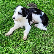 Snouky a rejoint le concours — aidez-le/la à gagner de superbes lots ! animal, black_and_white, canine, collar, cute, daytime, dog, fur, grass, greenery, lawn, laying_down, mammal, nature, outdoor, paw, pet, relaxed, resting, side_view