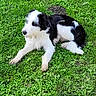 animal, black_and_white, canine, collar, cute, daytime, dog, fur, grass, greenery, lawn, laying_down, mammal, nature, outdoor, paw, pet, relaxed, resting, side_view