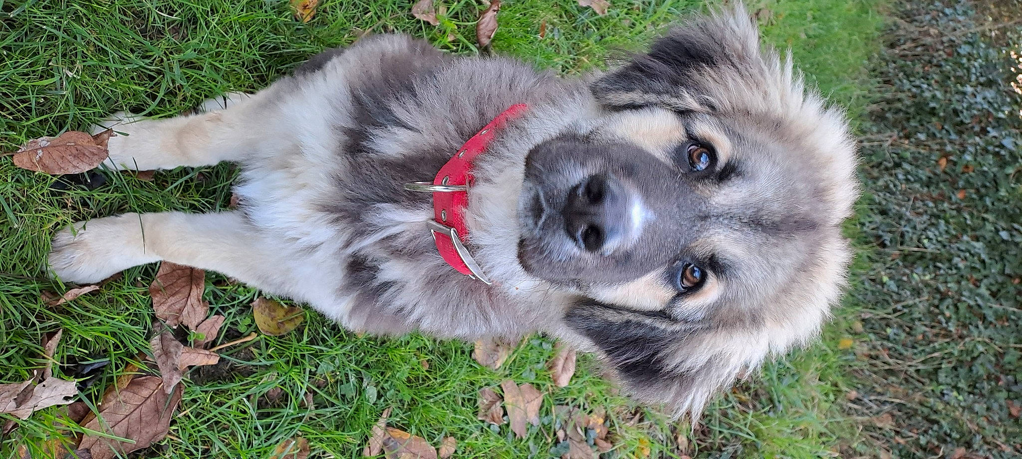 Ozzy a rejoint le concours — aidez-le/la à gagner de superbes lots ! ancient_dog_breeds, canidae, canis, carnivore, collar, companion_dog, dog, dog_breed, fawn, fur, grass, plant, sled_dog, snout, sporting_group, terrestrial_animal, whiskers, wildlife, working_animal, working_dog