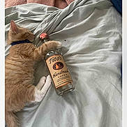 Titos is registered to the contest to win money with this photo: kitten, cat, orange_cat, sleeping, bottle, vodka, titos, bed, blanket, sheet, collar, fur, pet, indoor, cozy, resting, animal, cute, tabby, domestic_cat