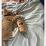 kitten, cat, orange_cat, sleeping, bottle, vodka, titos, bed, blanket, sheet, collar, fur, pet, indoor, cozy, resting, animal, cute, tabby, domestic_cat