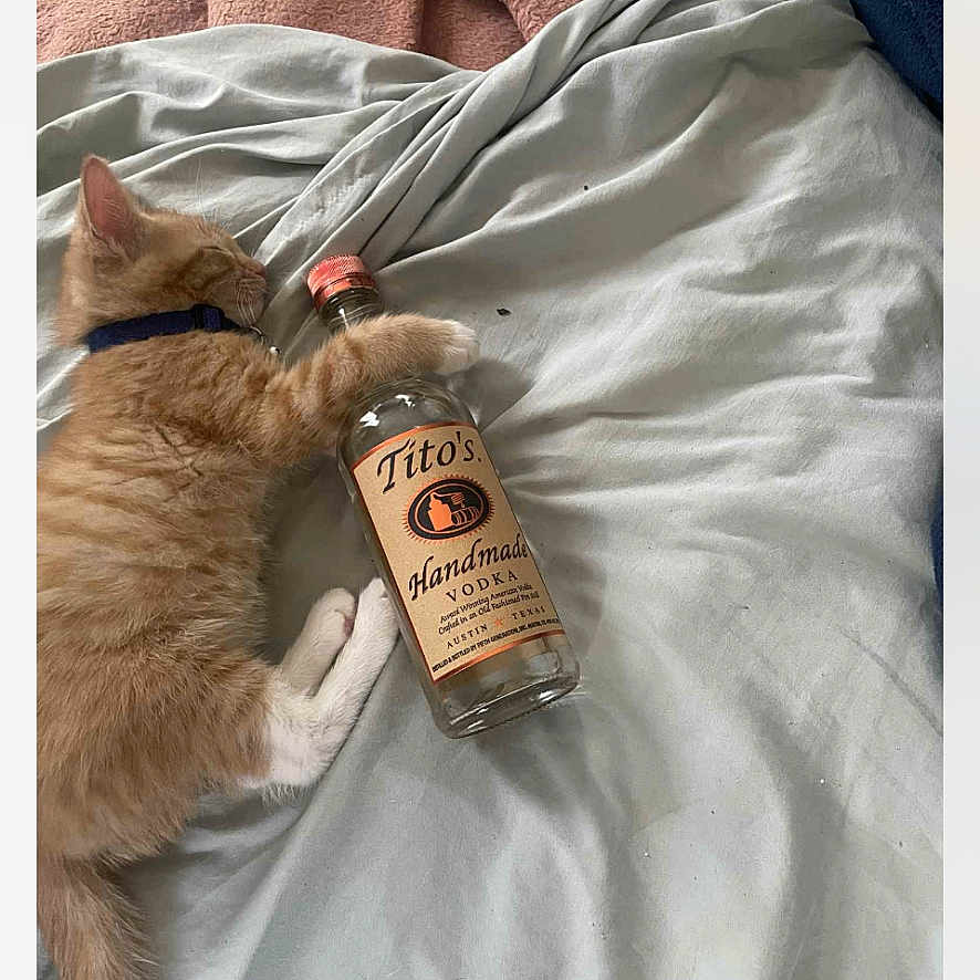 Titos is registered to the contest to win money with this photo: animal, bed, blanket, bottle, cat, collar, cozy, cute, domestic_cat, fur, indoor, kitten, orange_cat, pet, resting, sheet, sleeping, tabby, titos, vodka