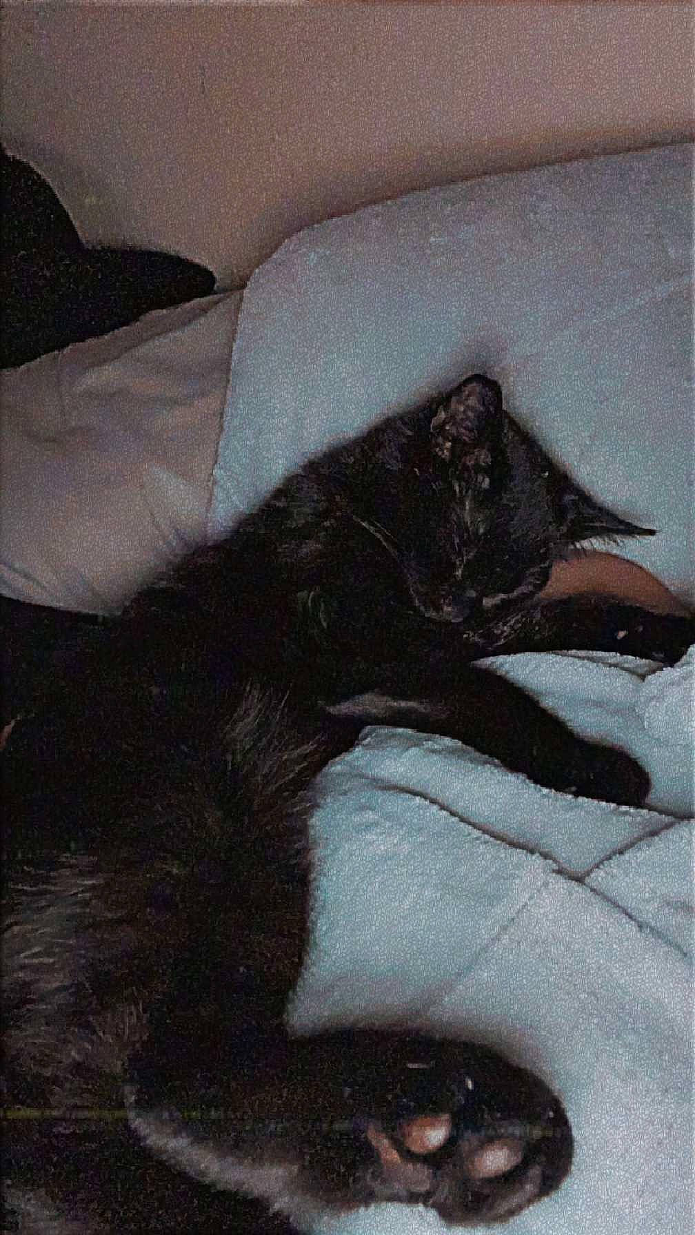 Dave is registered to the contest to win money with this photo: black_cat, bombay, canidae, carnivore, cat, claw, comfort, couch, dog_breed, domestic_short_haired_cat, felidae, fur, grey, linens, paw, small_to_medium_sized_cats, tail, terrestrial_animal, tints_and_shades, whiskers