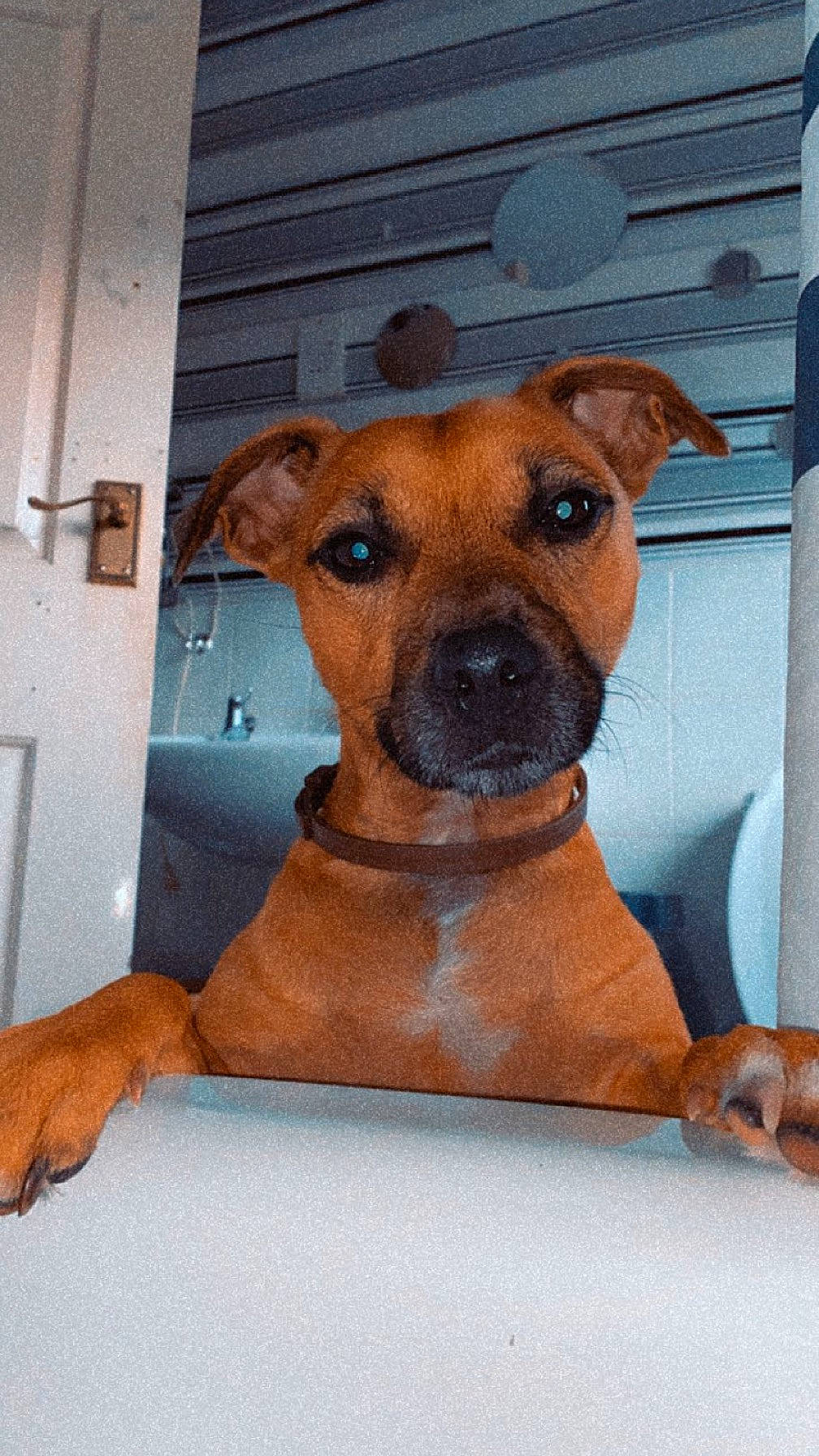 Arlo is registered to the contest to win money with this photo: ancient_dog_breeds, canidae, carnivore, collar, companion_dog, dog, dog_breed, dog_collar, dog_supply, door, fawn, guard_dog, non_sporting_group, pet_supply, snout, sporting_group, whiskers, working_animal, working_dog