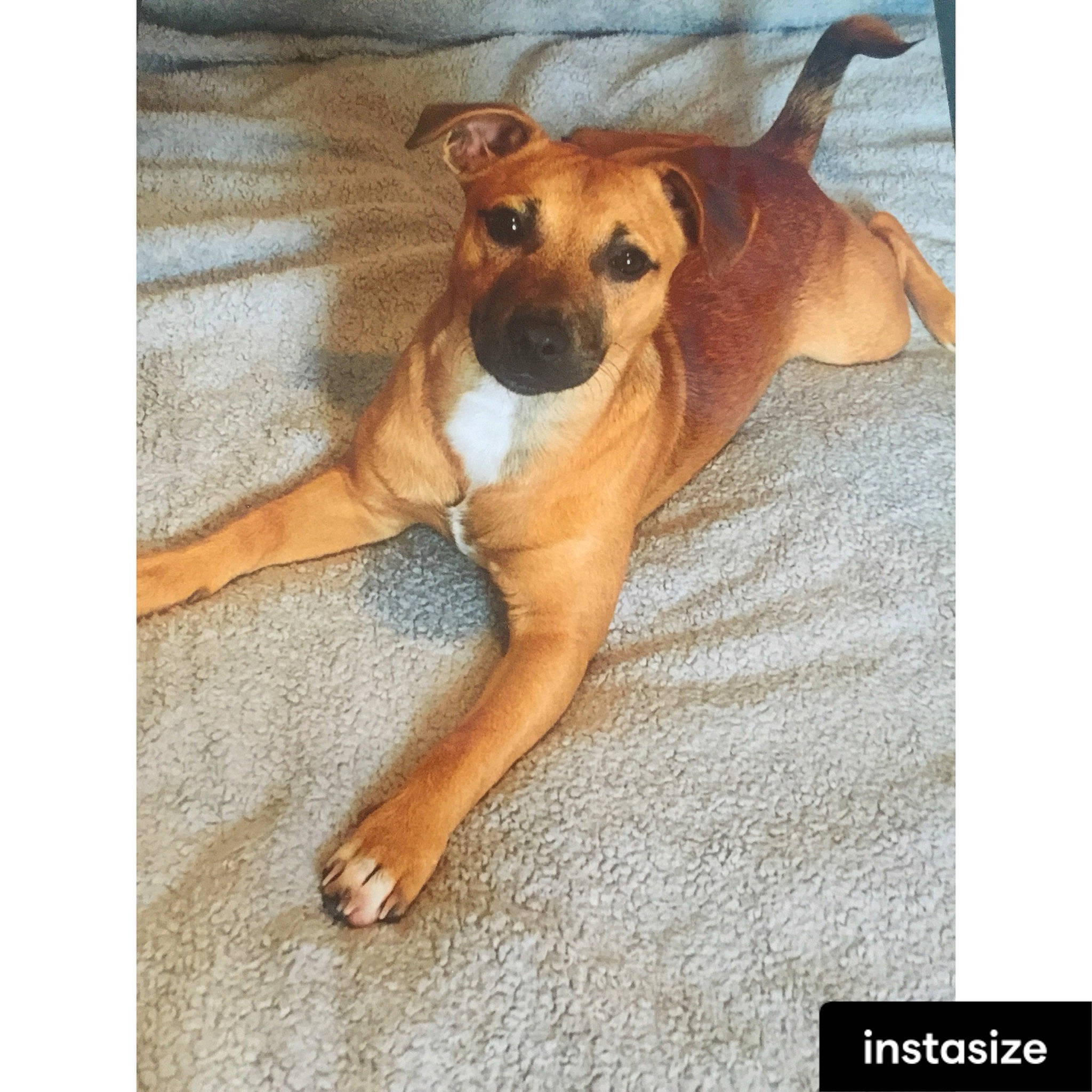 Arlo is registered to the contest to win money with this photo: canidae, carnivore, collar, comfort, companion_dog, dog, dog_breed, dog_supply, fawn, flooring, foot, paw, pet_supply, rectangle, sporting_group, tail, terrestrial_animal, toy_dog, wood, working_animal