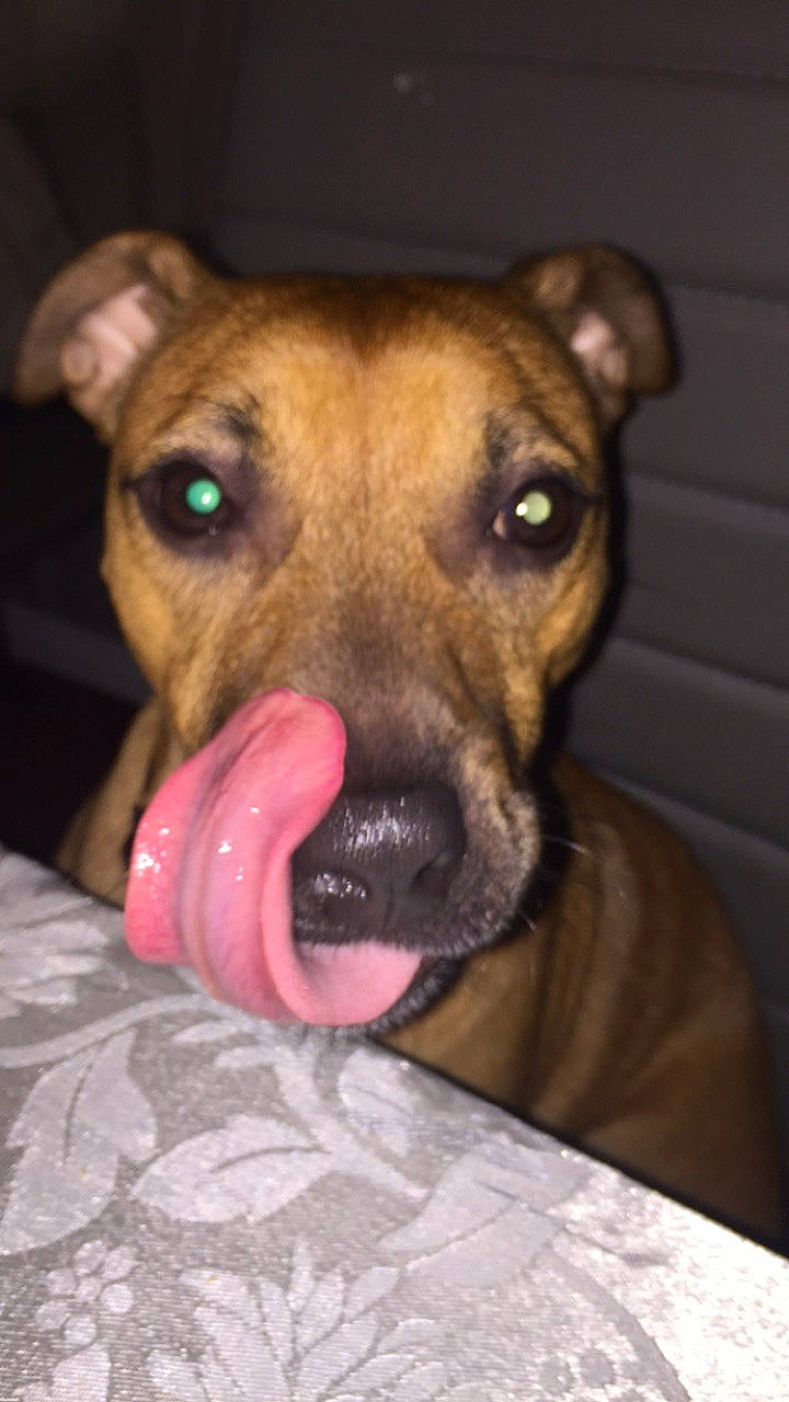 Arlo joined the competition — help win amazing prizes! canidae, carnivore, collar, companion_dog, dog, dog_breed, dog_collar, dog_supply, ear, eye, fawn, fur, guard_dog, head, jaw, liver, snout, sporting_group, terrestrial_animal, whiskers