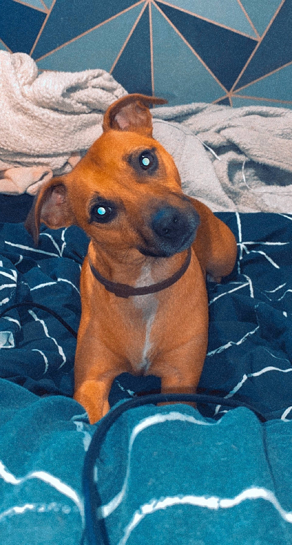 Arlo is registered to the contest to win money with this photo: canidae, carnivore, collar, companion_dog, dog, dog_breed, dog_collar, dog_supply, electric_blue, fawn, liver, non_sporting_group, pet_supply, sporting_group, whiskers, working_animal