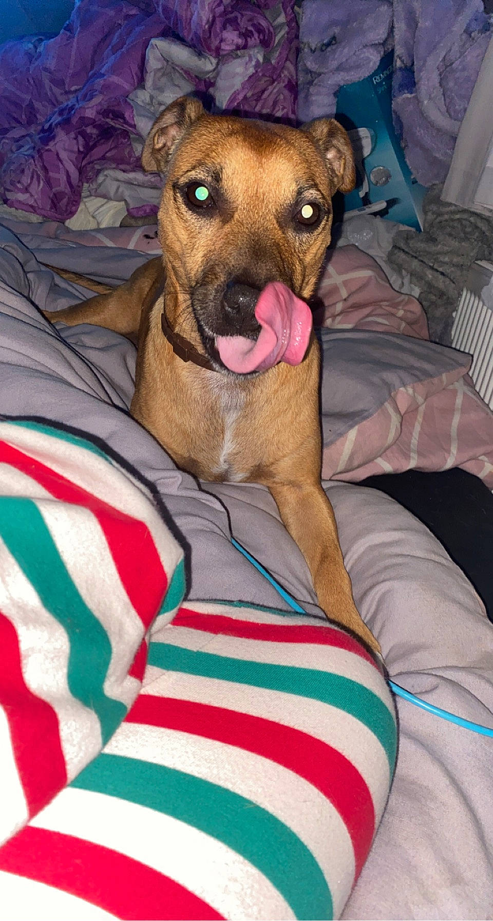 Arlo joined the competition — help win amazing prizes! bed, canidae, carnivore, collar, comfort, companion_dog, couch, dog, dog_breed, dog_clothes, dog_supply, fawn, fur, guard_dog, linens, snout, sporting_group, toy_dog, whiskers, working_animal