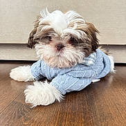 Bauer is registered to the contest to win money with this photo: adorable, animal, blue_sweater, brown_and_white, cozy, cute, dog, domestic_animal, fluffy, fur, house, indoor, laying_down, mammal, pet, portrait, puppy, small_dog, wooden_floor, young_dog