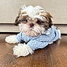 puppy, dog, blue_sweater, fluffy, cute, indoor, wooden_floor, pet, small_dog, cozy, fur, laying_down, adorable, brown_and_white, animal, domestic_animal, young_dog, portrait, mammal, house