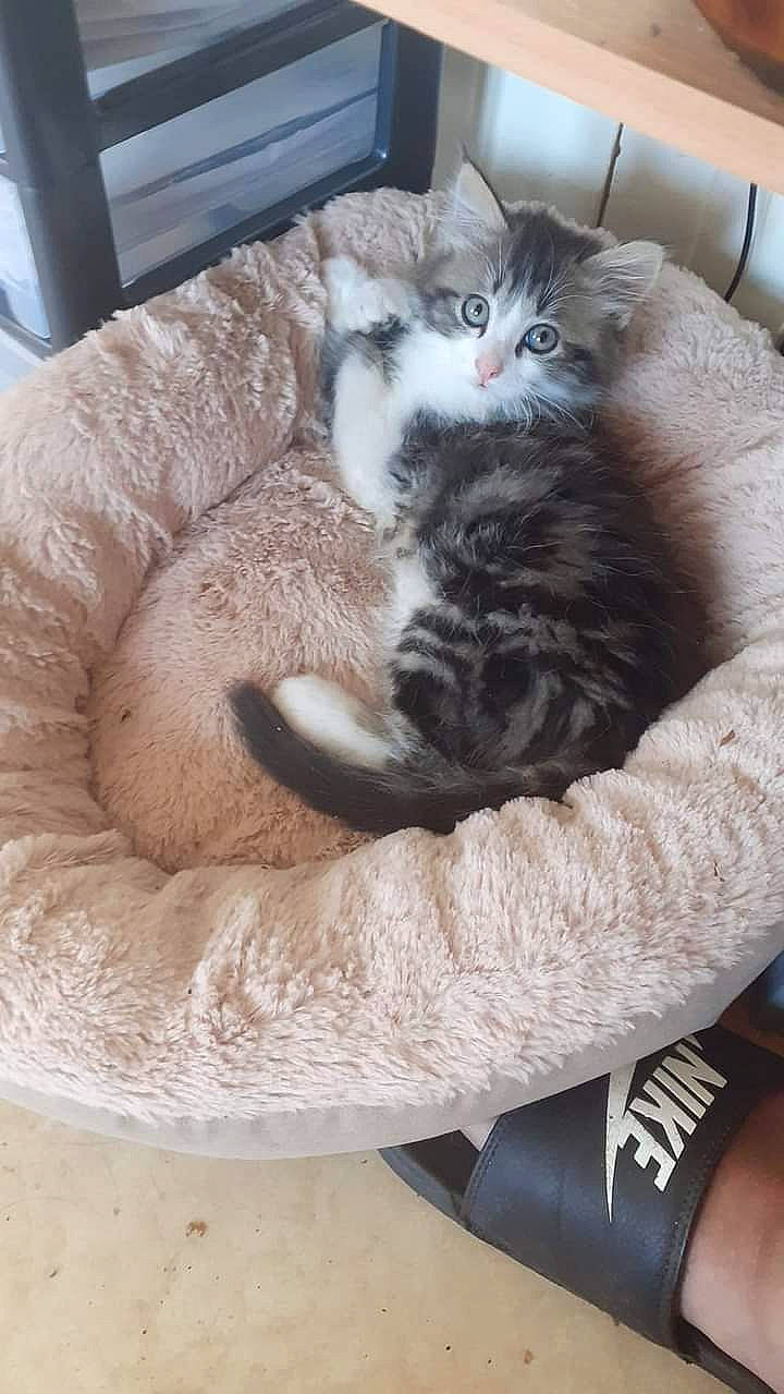 Junior participe au concours pour gagner de l'argent avec cette photo : box, carnivore, cat, cat_bed, cat_supply, comfort, couch, domestic_short_haired_cat, felidae, fur, grey, nap, paw, small_to_medium_sized_cats, tail, television, whiskers