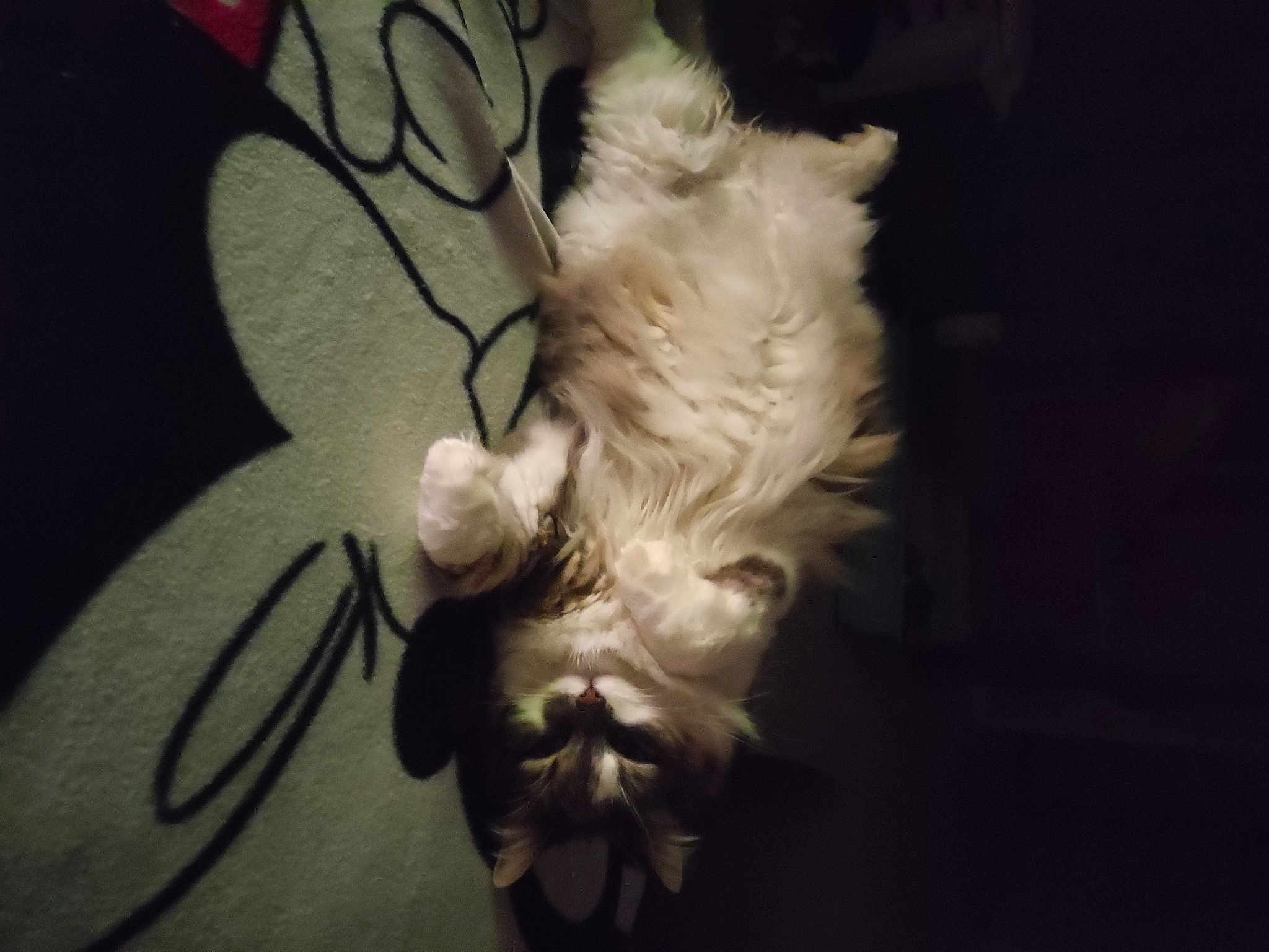 Chipie