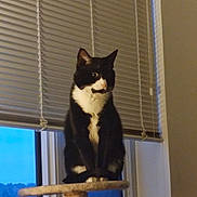 Cookie Monster joined the competition — help win amazing prizes! animal, black_and_white, blinds, calm, cat, cat_tree, cozy, domestic_cat, evening, feline, furniture, home, indoor, looking_away, perched, pet, quiet, sitting, tuxedo_cat, window