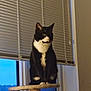 animal, black_and_white, blinds, calm, cat, cat_tree, cozy, domestic_cat, evening, feline, furniture, home, indoor, looking_away, perched, pet, quiet, sitting, tuxedo_cat, window