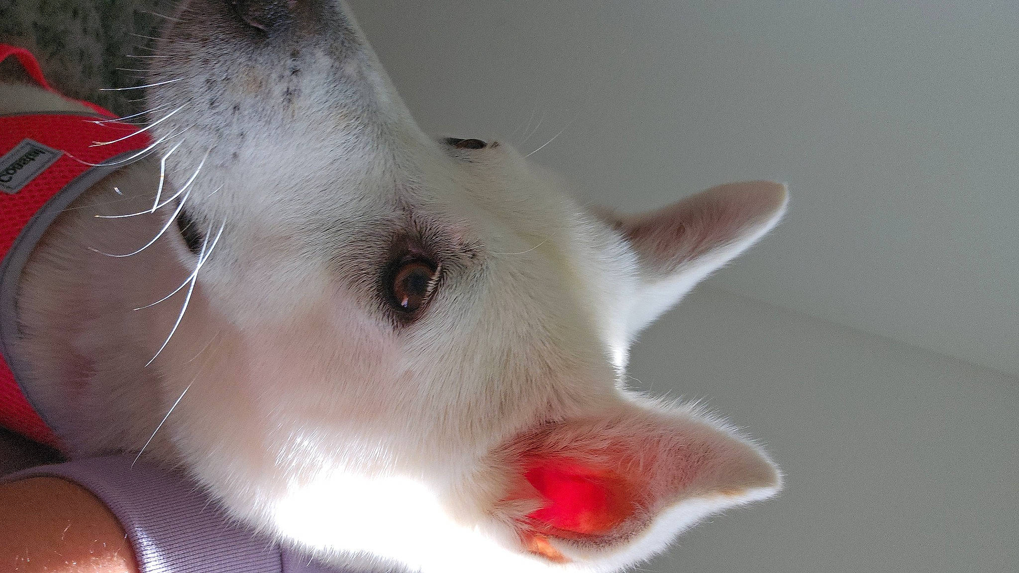 Holly is registered to the contest to win money with this photo: canidae, carmine, carnivore, cat, claw, close_up, dog_breed, domestic_short_haired_cat, eye, eyelash, fang, fawn, felidae, fur, jaw, paw, small_to_medium_sized_cats, snout, tail, whiskers