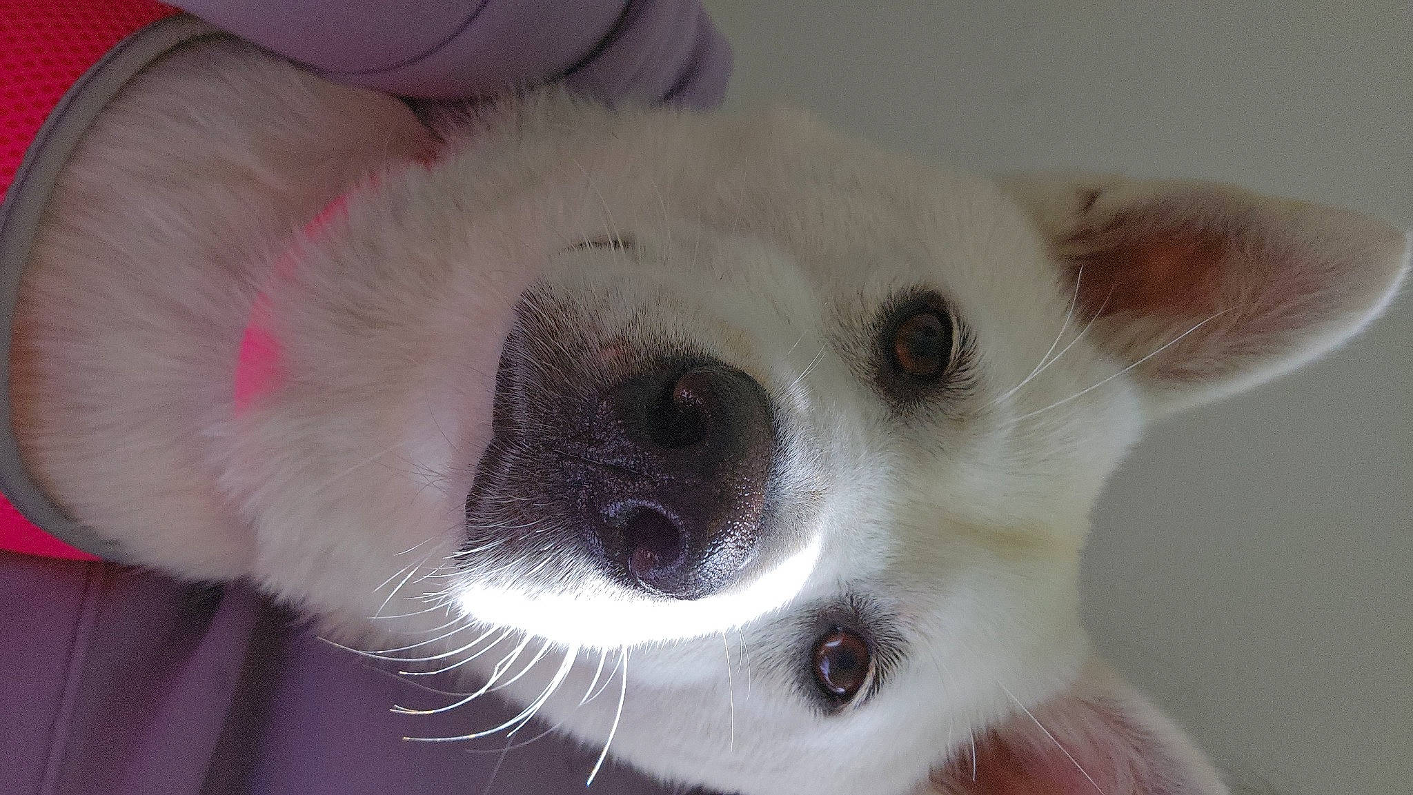 Holly is registered to the contest to win money with this photo: carnivore, cat, collar, dog_breed, eyelash, fawn, felidae, fur, siamese, small_to_medium_sized_cats, snout, terrestrial_animal, whiskers