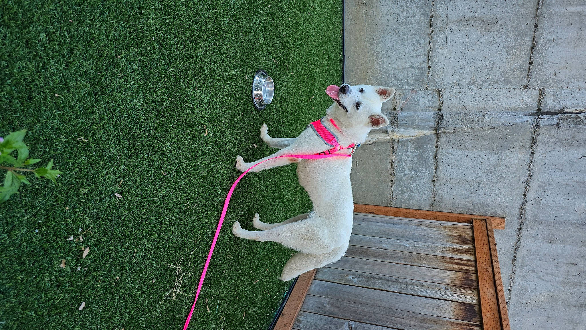 Holly is registered to the contest to win money with this photo: canidae, carmine, carnivore, collar, companion_dog, dog, dog_breed, dog_collar, dog_supply, fawn, flooring, grass, hardwood, leash, non_sporting_group, pet_supply, sporting_group, tail, wood, working_animal