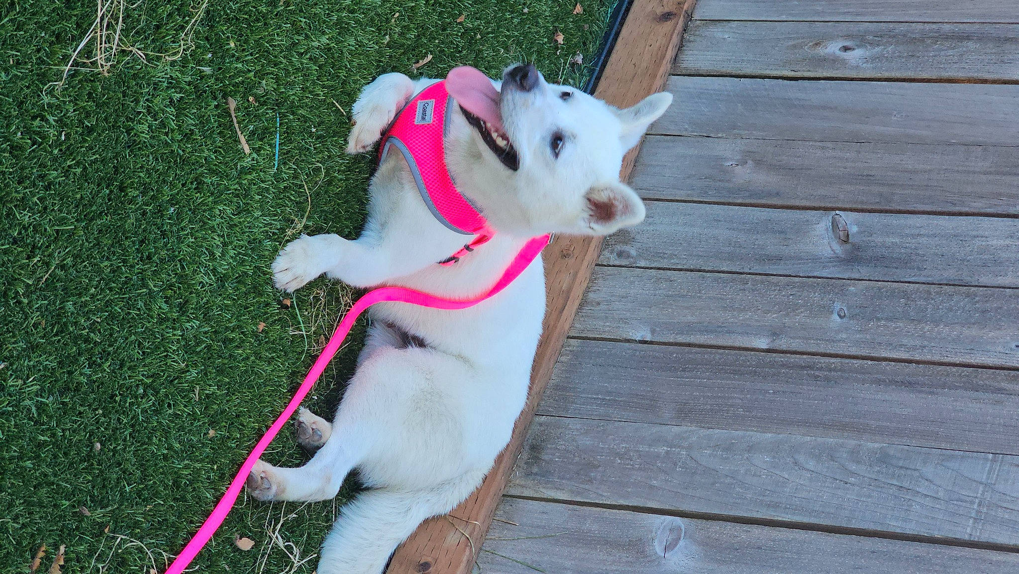 Holly joined the competition — help win amazing prizes! canidae, carnivore, collar, companion_dog, dog, dog_breed, dog_collar, dog_supply, fawn, hardwood, leash, pet_supply, plant, snout, sporting_group, tail, toy, whiskers, wood, working_animal