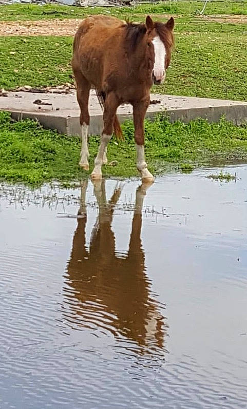 Jj The Horse joined the competition — help win amazing prizes! colt, foal, grass, grazing, horse, liver, mane, mare, mustang_horse, pasture, plant, reflection, sorrel, wildlife, working_animal