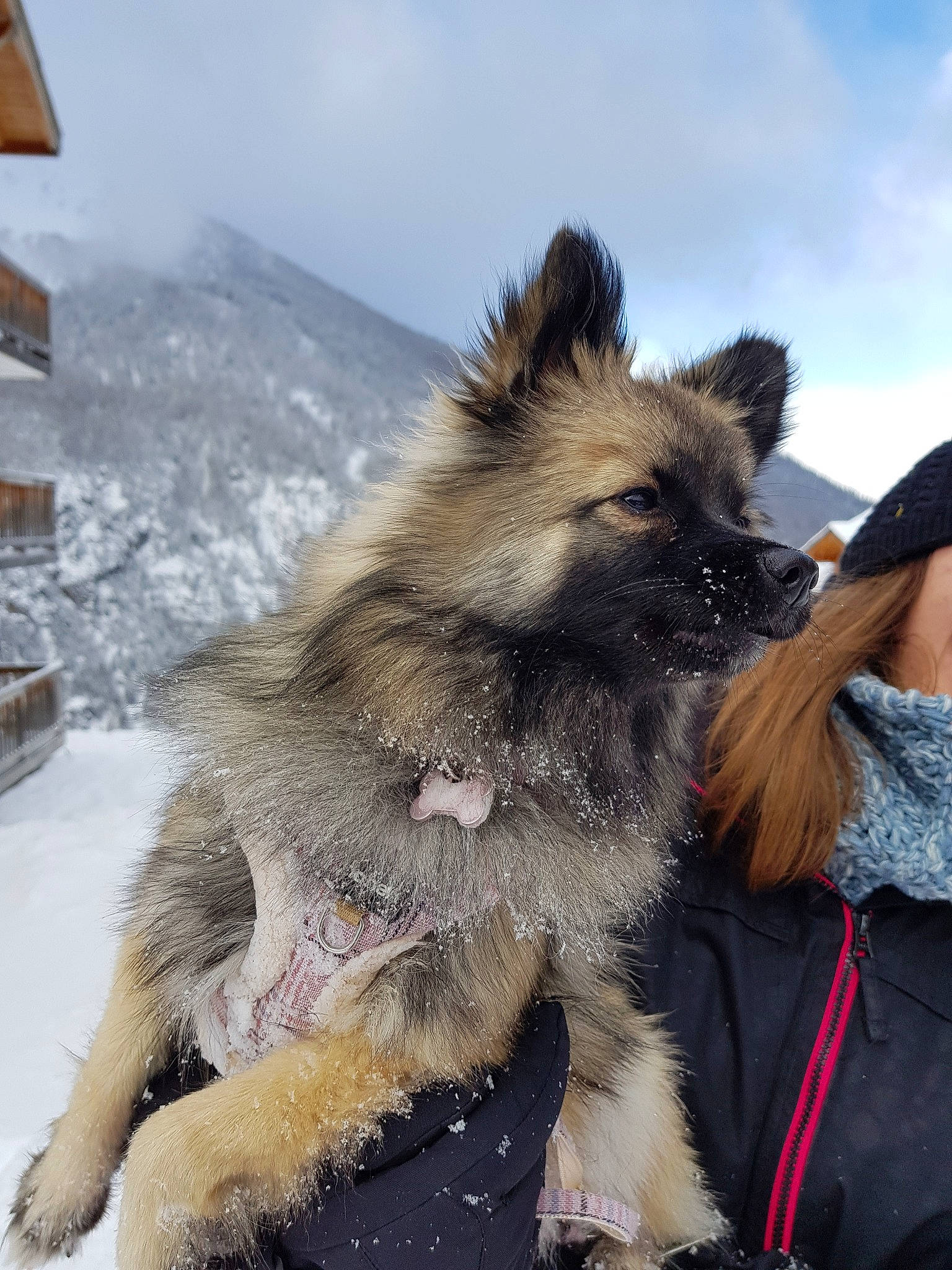 Pixie a rejoint le concours — aidez-le/la à gagner de superbes lots ! bouvier_des_ardennes, cairn_terrier, canidae, carnivore, dog, dog_breed, fawn, mammal, old_german_shepherd_dog, rare_breed_dog, snow, terrier, vertebrate