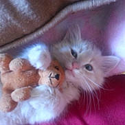 Guizmo participe au concours pour gagner de l'argent avec cette photo :