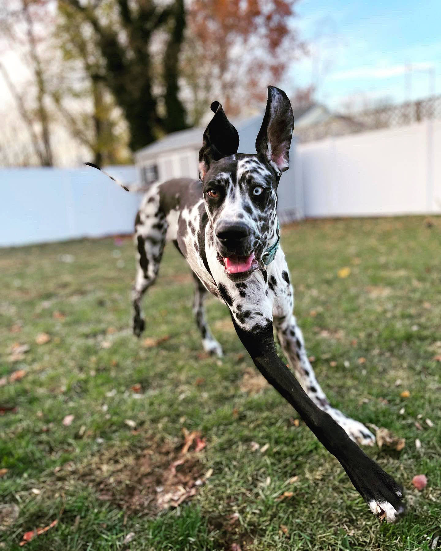 Nyx is registered to the contest to win money with this photo: australian_cattle_dog, carnivore, cloud, collar, companion_dog, dalmatian, dog, dog_breed, dog_collar, dog_supply, fawn, grass, guard_dog, plant, recreation, running, sky, sporting_group, tail, tree