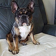Princess joined the competition — help win amazing prizes! dog, french_bulldog, brindle, pet, animal, indoor, couch, leather, blanket, sitting, ears, face, paw, looking, cute, companion, domestic, fur, snout, home