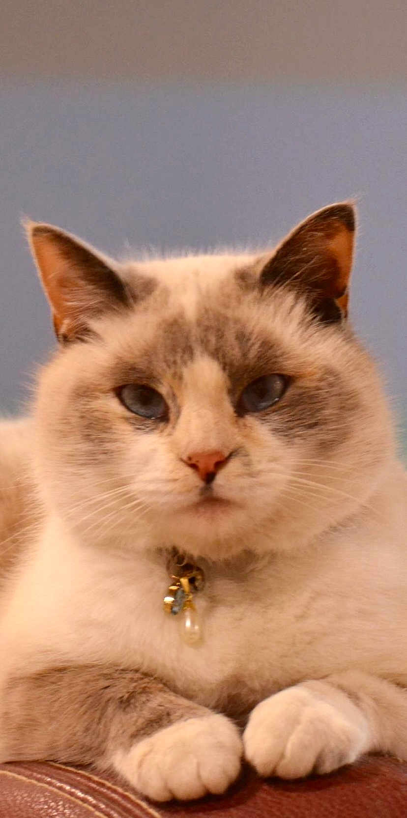 Madeleine participe au concours pour gagner de l'argent avec cette photo : cat, blue_eyes, collar, pearl, charm, fur, paws, pet, animal, indoor, portrait, cute, calm, feline, closeup, resting, whiskers, ears, muzzle, domestic_cat