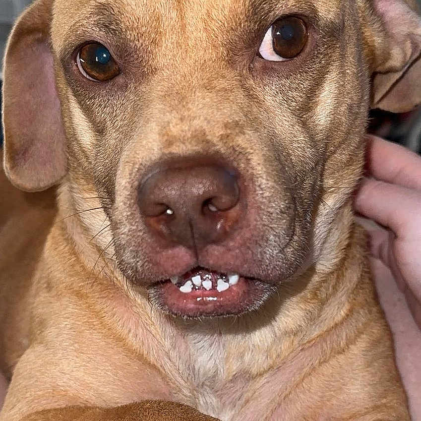 Brotherboy is registered to the contest to win money with this photo: animal, brown_dog, canine, close_up, cute, dog, domestic_animal, ears, expression, face, friendly, fur, hand, indoor, paw, pet, portrait, resting, snout, teeth