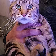 Tigrou a rejoint le concours — aidez-le/la à gagner de superbes lots ! animal, cat, close_up, curious, cute, domestic_cat, feline, fur, hand, holding, indoor, jacket, mammal, person, pet, portrait, stripes, tabby_cat, whiskers, wide_eyes