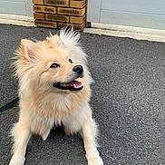 Yuki a rejoint le concours — aidez-le/la à gagner de superbes lots ! dog, puppy, fluffy, cream_colored, happy, smiling, open_mouth, outdoor, pavement, asphalt, brick_wall, building, siding, portrait, sitting, front_legs, fur, ears, leash, pet