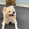 dog, puppy, fluffy, cream_colored, happy, smiling, open_mouth, outdoor, pavement, asphalt, brick_wall, building, siding, portrait, sitting, front_legs, fur, ears, leash, pet
