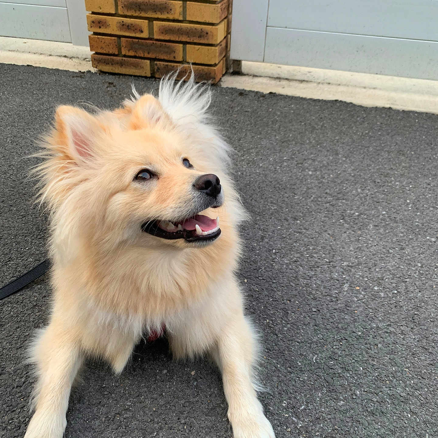 Yuki
