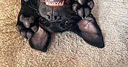 Aiko participe au concours pour gagner de l'argent avec cette photo : animal, beige_carpet, black_dog, canine, carpet, cute, dog, ears, funny_pose, fur, happy, indoor, nose, paws, pet, playful, relaxed, teeth, upside_down, whiskers