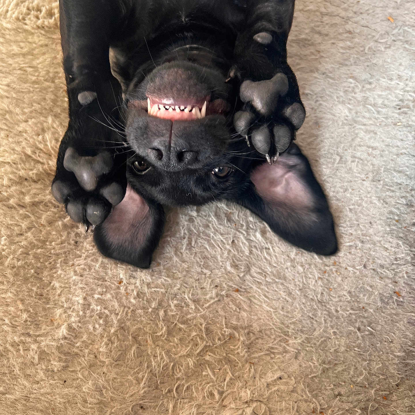 Aiko participe au concours pour gagner de l'argent avec cette photo : dog, black_dog, upside_down, playful, paws, teeth, carpet, beige_carpet, indoor, pet, canine, fur, ears, nose, whiskers, cute, funny_pose, animal, relaxed, happy