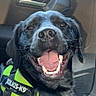 Aiko participe au concours pour gagner de l'argent avec cette photo : animal, black_dog, canine, car_interior, close_up, companion, cute, dog, domestic_animal, friendly, happy, harness, indoors, julius_k9, pet, playful, seat, smiling, tongue_out, young_dog