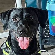 Aiko participe au concours pour gagner de l'argent avec cette photo : animal, black_dog, canine, close_up, collar, dog, ears, eyes, floor, flooring, furniture, happy, household, indoor, looking_at_camera, nose, pet, plastic_container, smiling, tongue_out