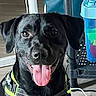 animal, black_dog, canine, close_up, collar, dog, ears, eyes, floor, flooring, furniture, happy, household, indoor, looking_at_camera, nose, pet, plastic_container, smiling, tongue_out