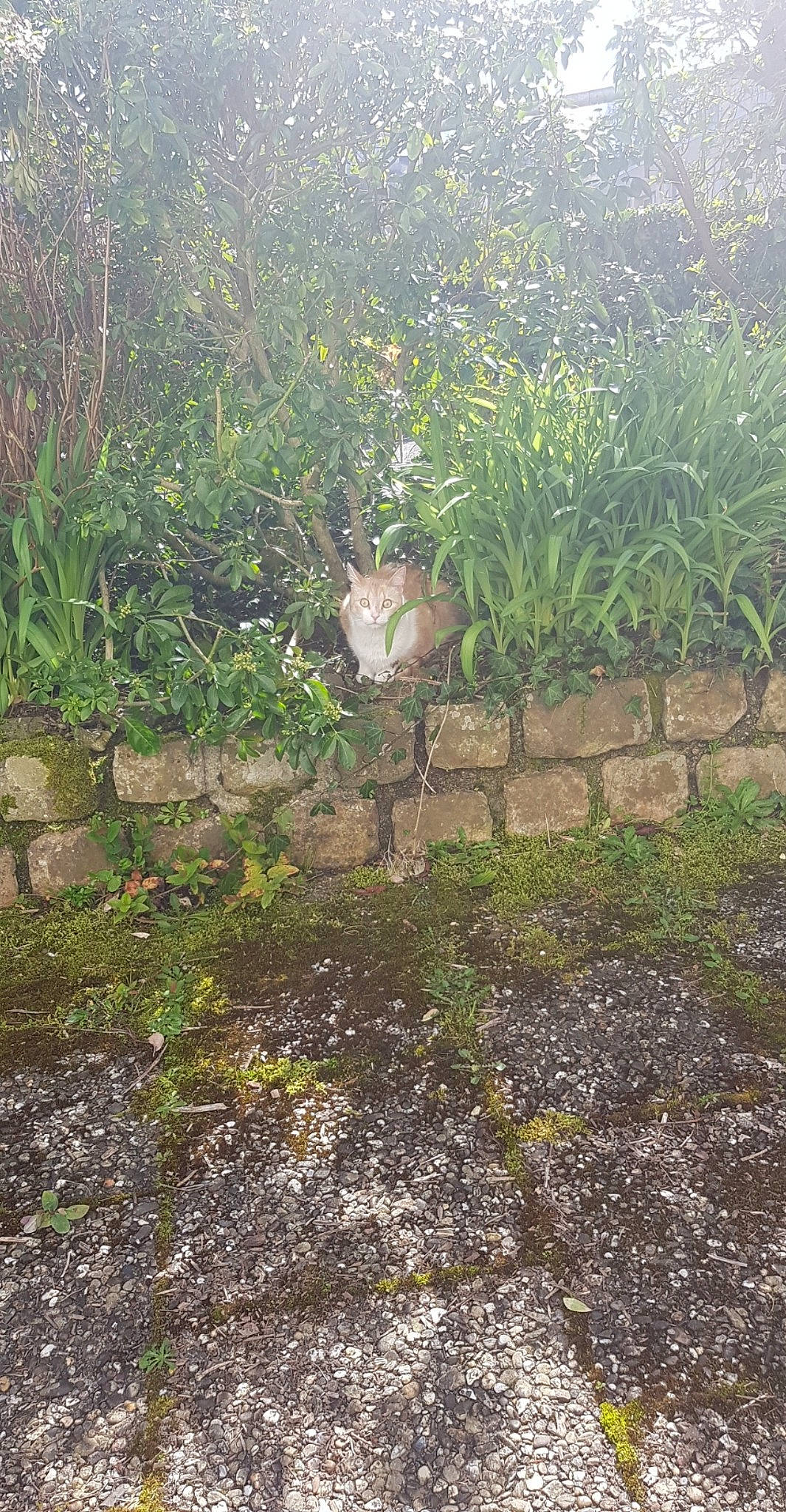 Népal a rejoint le concours — aidez-le/la à gagner de superbes lots ! bedrock, flower, flowerpot, garden, grass, groundcover, herbaceous_plant, landscape, landscaping, lawn, natural_landscape, plant, road_surface, rock, shrub, shrubland, soil, subshrub, tree, wildlife