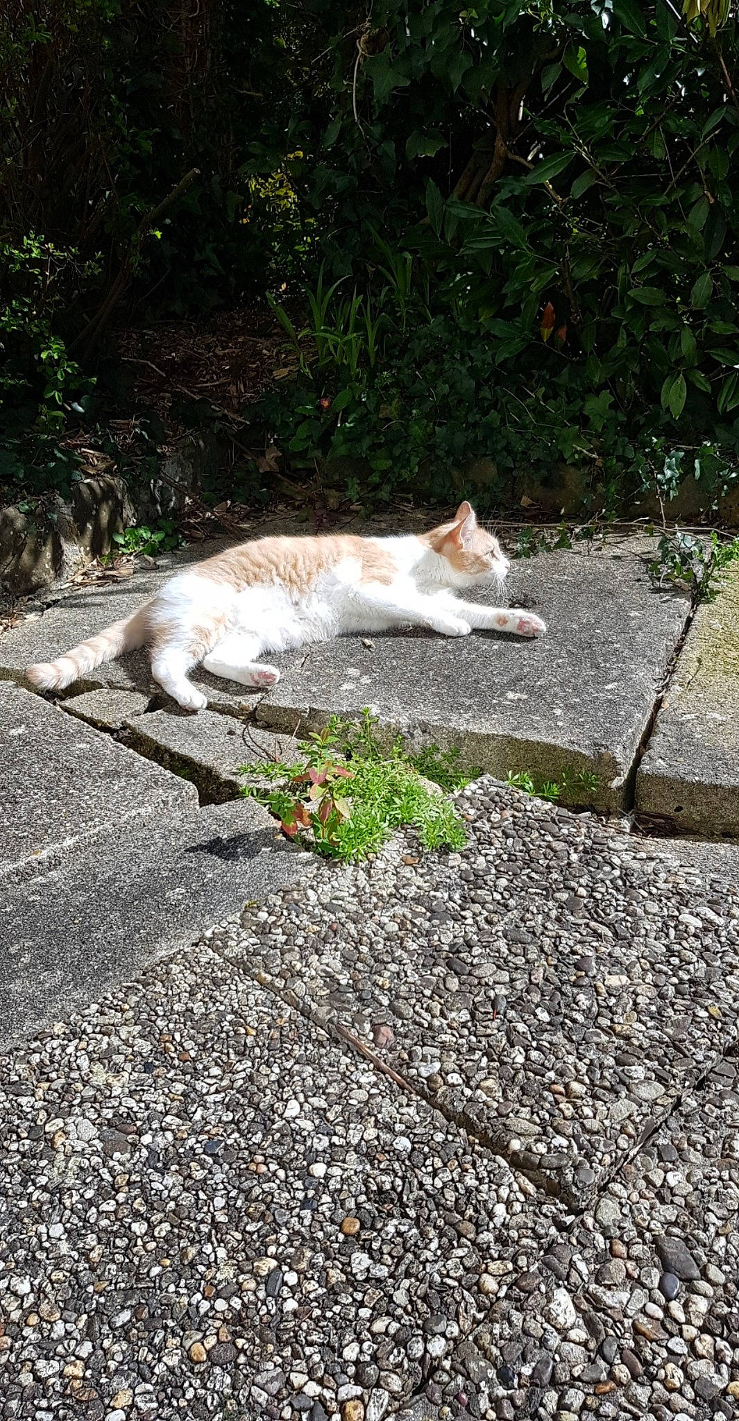 Népal participe au concours pour gagner de l'argent avec cette photo : asphalt, carnivore, cat, domestic_short_haired_cat, fawn, felidae, fur, grass, groundcover, plant, road, road_surface, sidewalk, small_to_medium_sized_cats, soil, tail, terrestrial_animal, tree, whiskers, wood