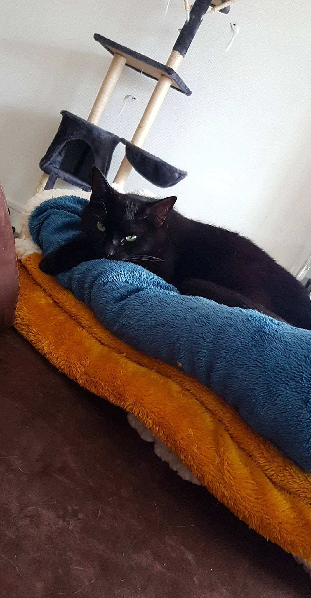 Ollye participe au concours pour gagner de l'argent avec cette photo : bed, bedding, black_cat, carnivore, cat, comfort, domestic_short_haired_cat, electric_blue, felidae, fur, grey, hardwood, human_leg, lamp, linens, room, small_to_medium_sized_cats, tail, whiskers, wood