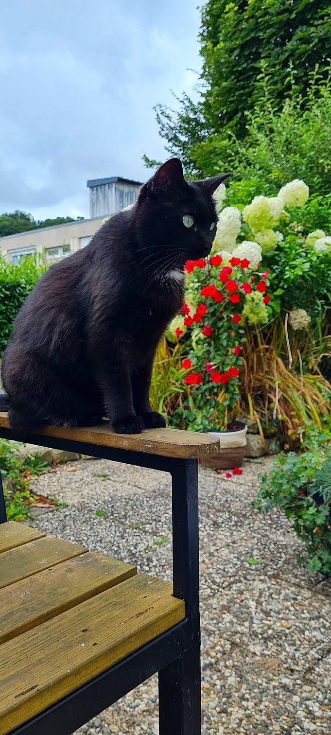 Ollye participe au concours pour gagner de l'argent avec cette photo : bombay, carnivore, cat, felidae, flower, flowerpot, grass, groundcover, houseplant, leaf, outdoor_bench, outdoor_furniture, plant, shrub, sky, small_to_medium_sized_cats, tail, tree, vertebrate, window
