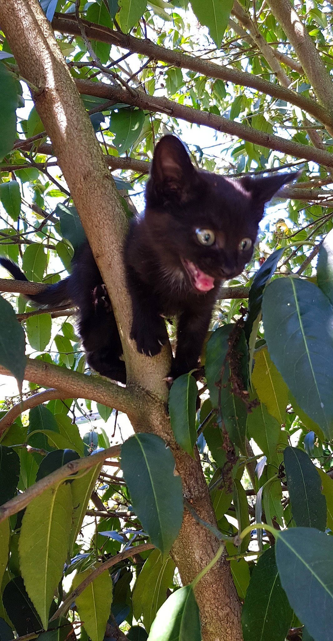 Ollye a rejoint le concours — aidez-le/la à gagner de superbes lots ! black_cat, bombay, branch, carnivore, cat, domestic_short_haired_cat, felidae, flowering_plant, fur, organism, plant, plant_stem, small_to_medium_sized_cats, snout, terrestrial_animal, terrestrial_plant, tree, trunk, twig, whiskers
