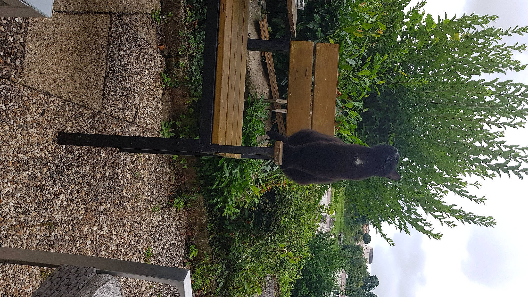 Ollye participe au concours pour gagner de l'argent avec cette photo : cloud, composite_material, concrete, grass, groundcover, herb, landscape, leaf, line, metal, plant, pole, shade, shadow, shrub, sky, tints_and_shades, tree, wood