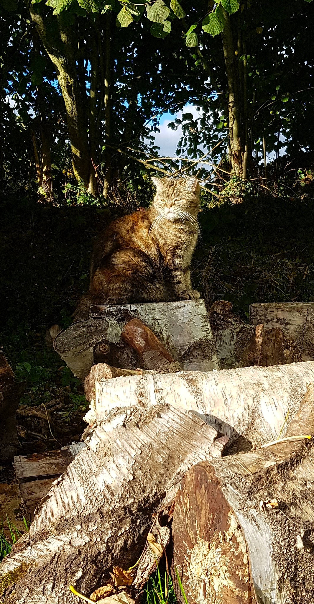 Lipsy participe au concours pour gagner de l'argent avec cette photo : bedrock, big_cats, carnivore, fawn, felidae, forest, formation, grass, landscape, lion, natural_landscape, outcrop, plant, small_to_medium_sized_cats, terrestrial_animal, tree, trunk, watercourse, whiskers, wood