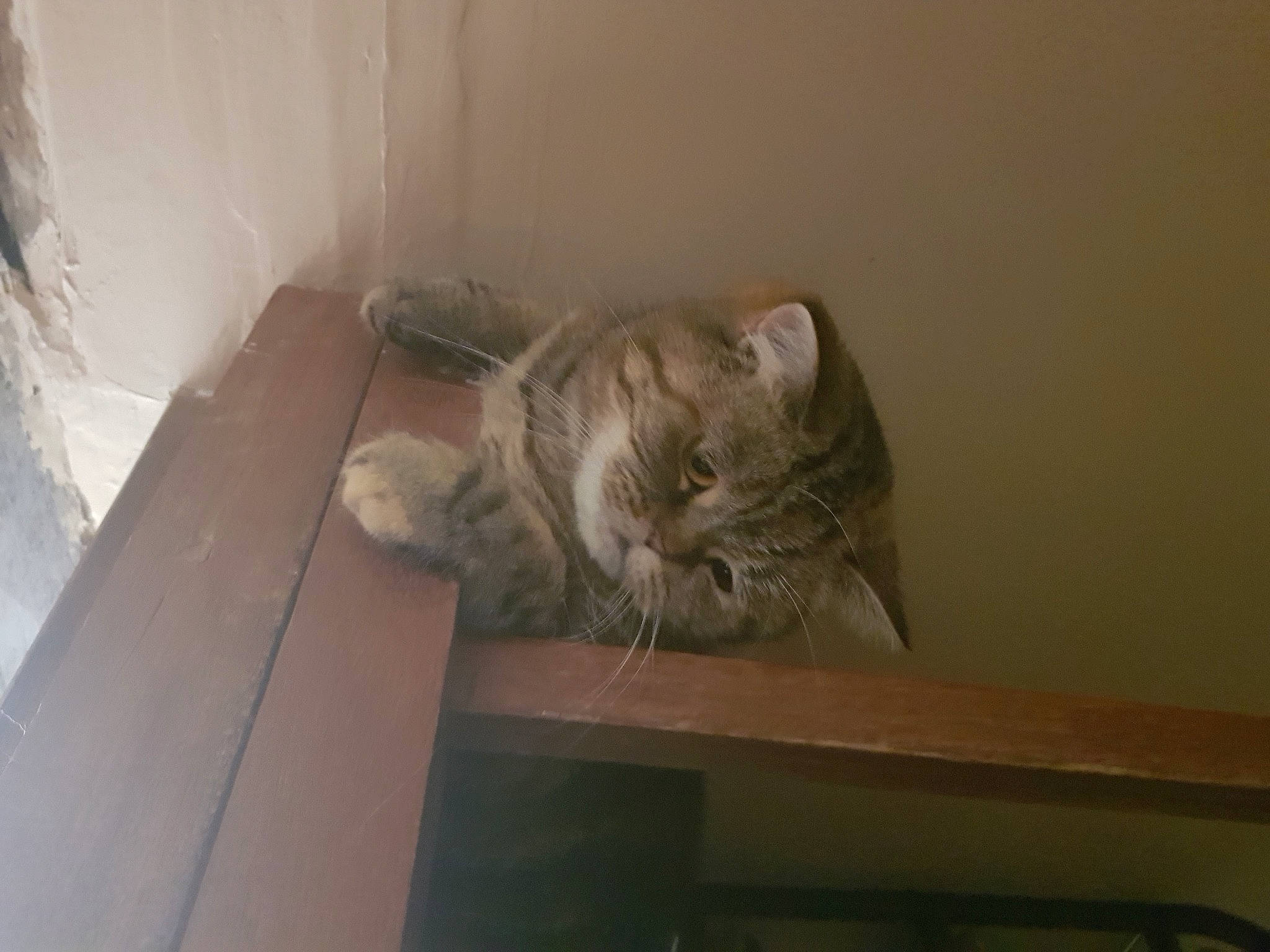 Lipsy a rejoint le concours — aidez-le/la à gagner de superbes lots ! carnivore, cat, domestic_short_haired_cat, felidae, flooring, fur, grey, hardwood, room, small_to_medium_sized_cats, tail, whiskers, window, wood