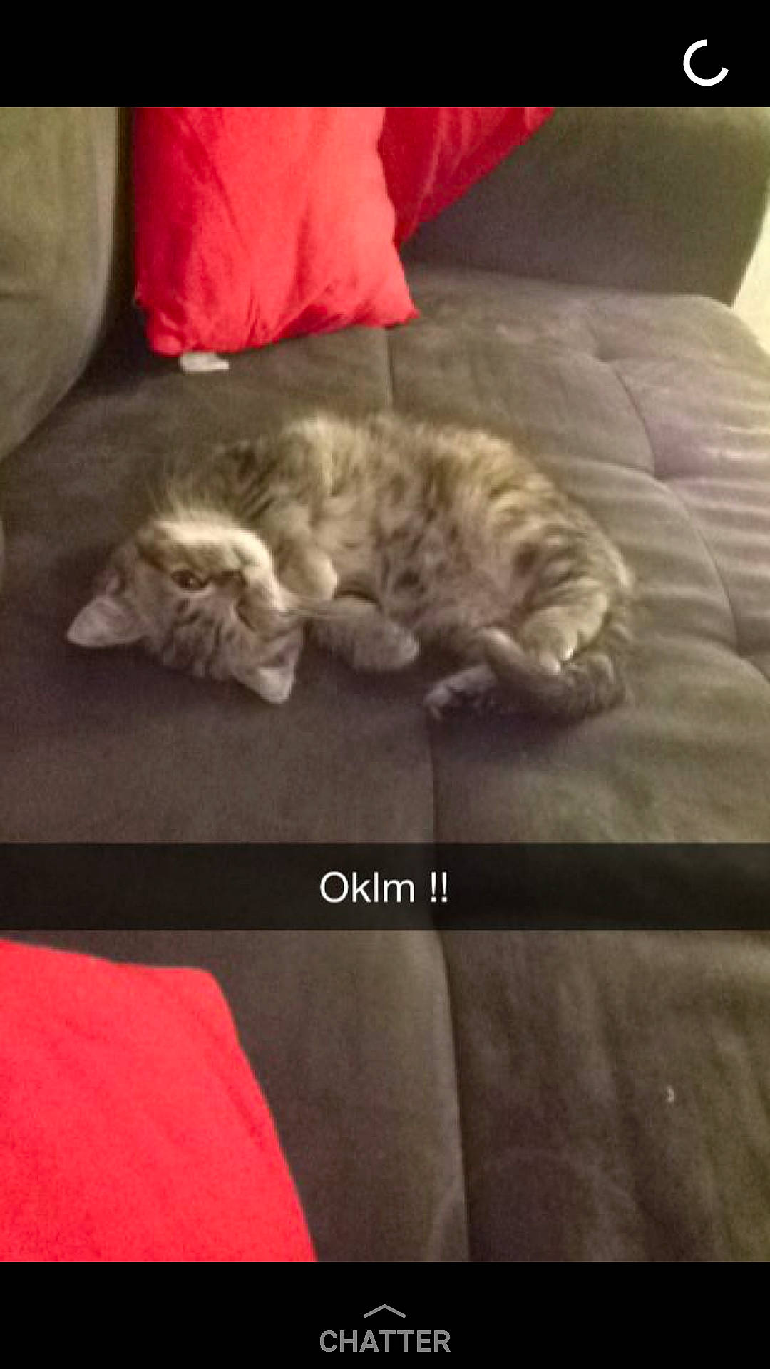 Lipsy a rejoint le concours — aidez-le/la à gagner de superbes lots ! bedding, carnivore, cat, cloud, comfort, companion_dog, felidae, flooring, fur, grey, hardwood, linens, paw, sky, small_to_medium_sized_cats, tail, textile, tints_and_shades, whiskers, wood