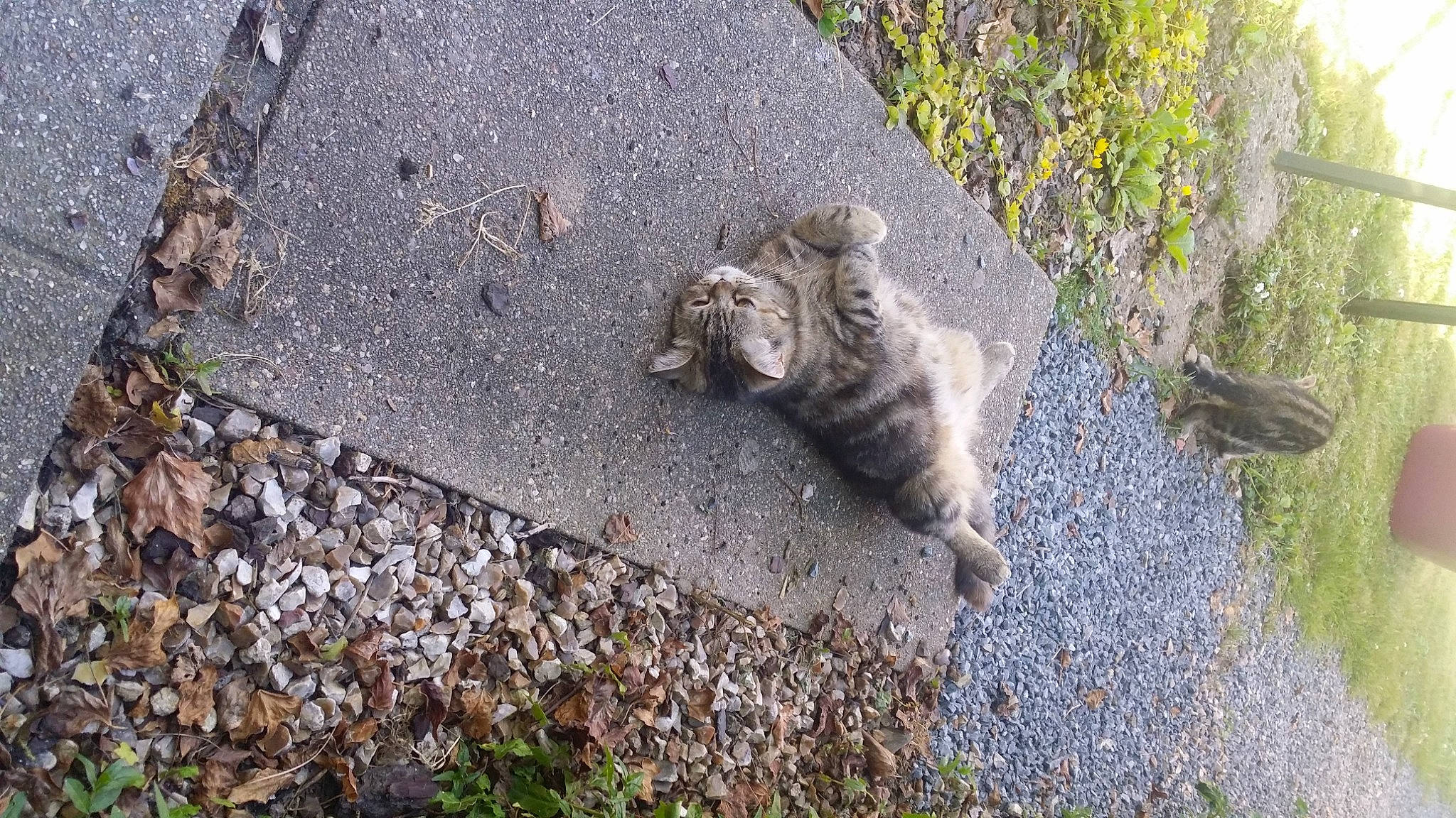 Lipsy a rejoint le concours — aidez-le/la à gagner de superbes lots ! asphalt, bedrock, canidae, carnivore, cat, domestic_short_haired_cat, fawn, felidae, fur, grass, groundcover, plant, road, road_surface, small_to_medium_sized_cats, snout, soil, tail, whiskers, wood