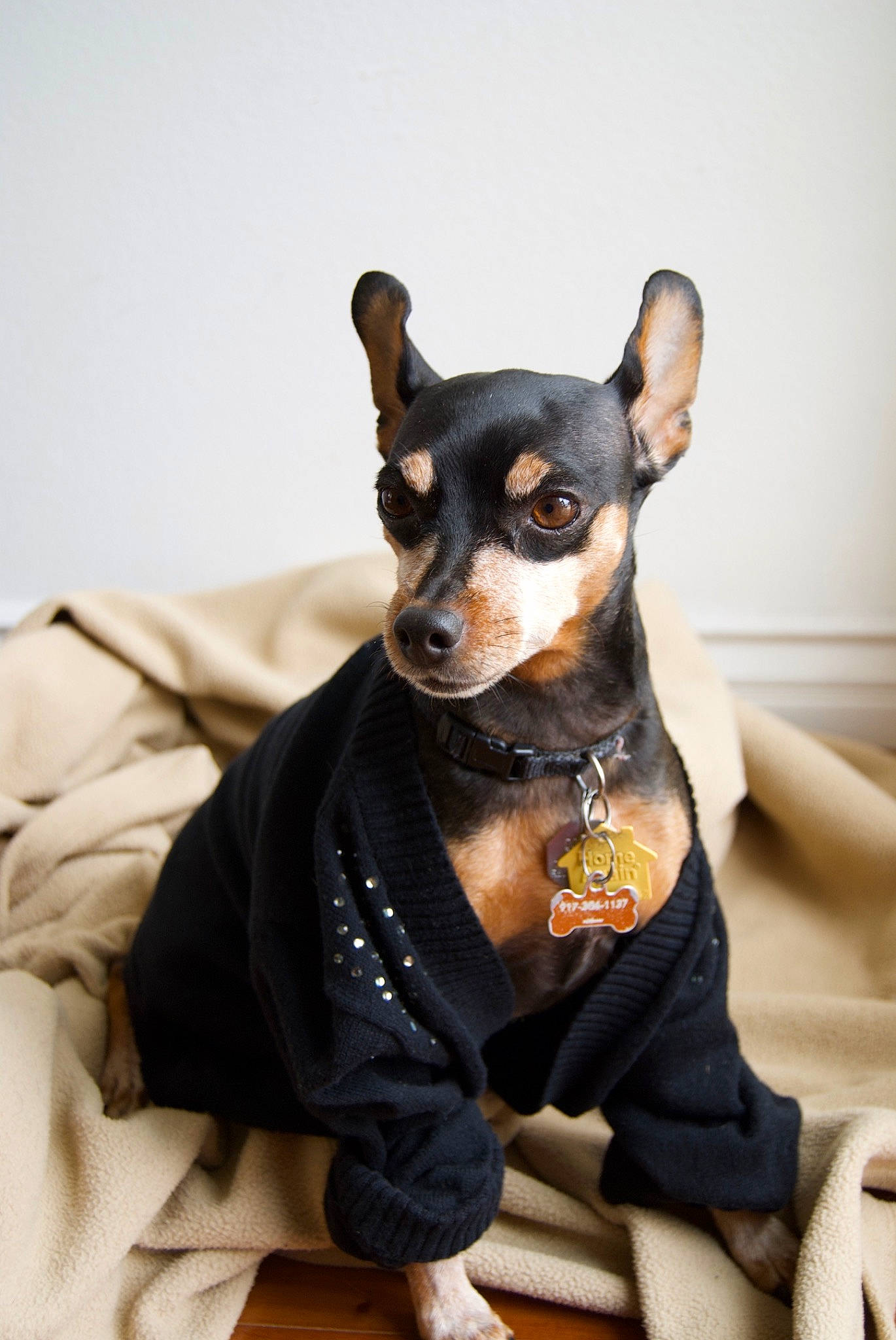 Lady joined the competition — help win amazing prizes! canidae, carnivore, companion_dog, dog, dog_breed, dog_clothes, ear, english_toy_terrier, german_pinscher, mammal, miniature_pinscher, pinscher, prazsky_krysarik, puppy, russkiy_toy, snout, toy_dog, toy_fox_terrier, toy_manchester_terrier, vertebrate